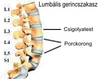 lumbális csigolyák
